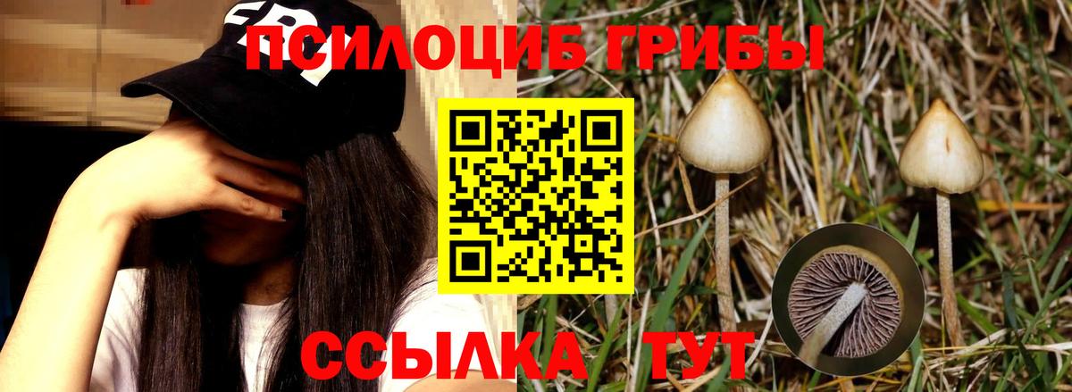 Галлюциногенные грибы Psilocybine cubensis Белая Калитва